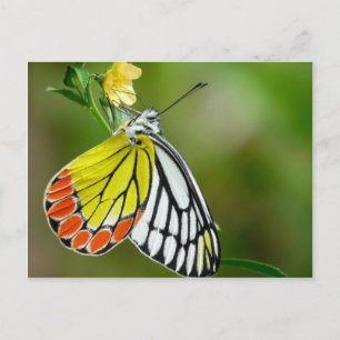 Jezebel (Delias Eucharis) fjäril Vykort