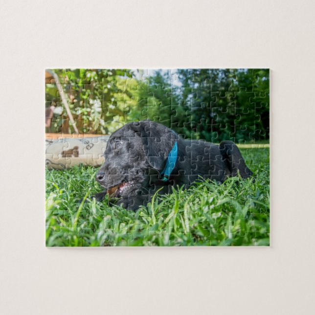 Jigszle puzzle Puppy Labrador Pussel (Horisontell)