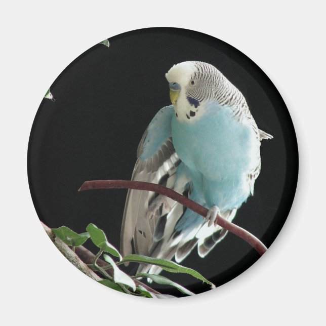 Jill Budgie Round Magnet (Framsidan)