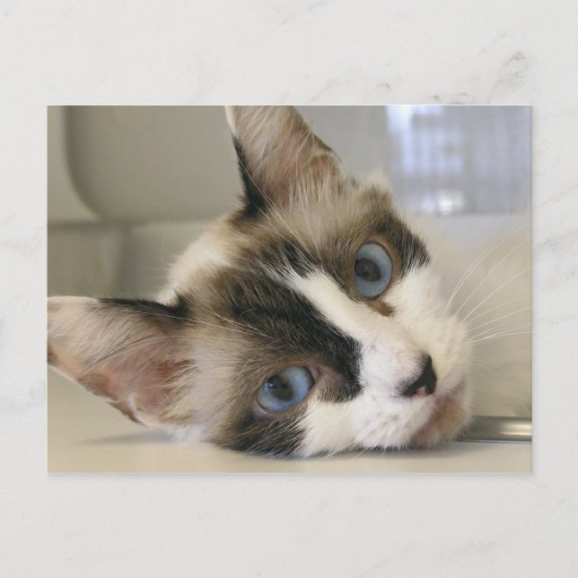 Jillie Vykort (Framsida)