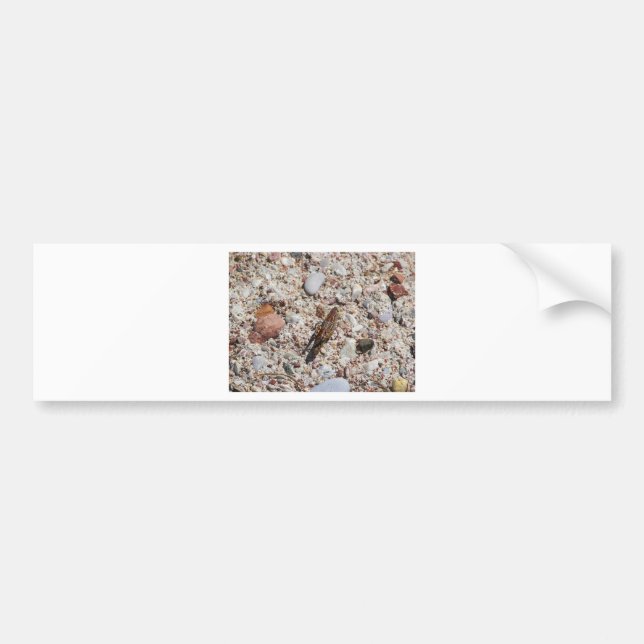 Jiminy syrsa bildekal (Framsidan)