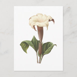 Jimsonweed (Datura lavis) från Redouté Vykort