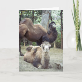 Jingle Baba och Purnimama Kort