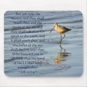 Jobb12:7 - Sandpiper 9 Musmatta