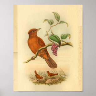 Jobi Island Wood Shrike Vintage Orange Bird Print Poster