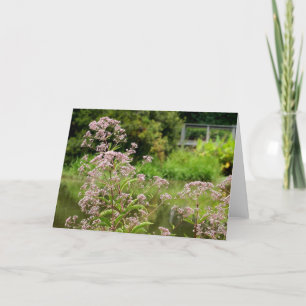 Joe Pye blommor noterar kortet Kort