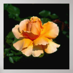 Joey hybrid tea ro poster