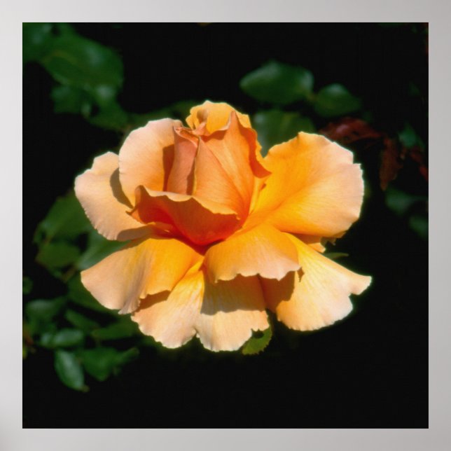 Joey hybrid tea ro poster (Framsidan)