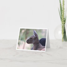 Joey Kärlek - födelsedagskort för barn