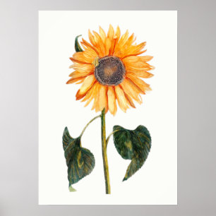 Johannes Teylers solros Poster