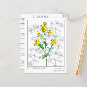 Johannes Wort Herb Materia Medica Cards Herbal Vykort