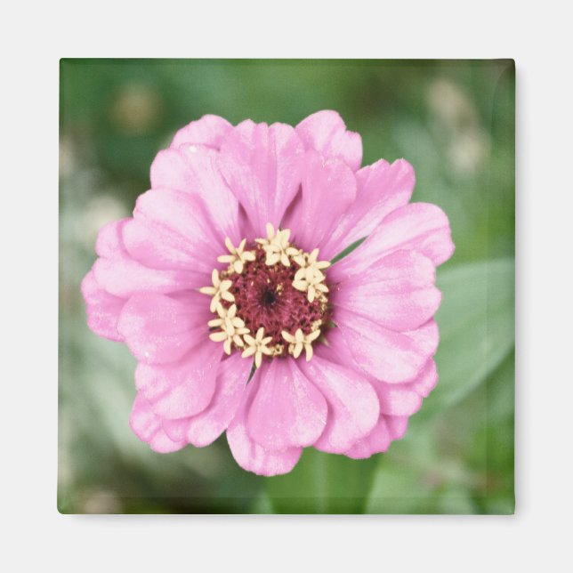 Johann's Beauty Magnet (Framsidan)