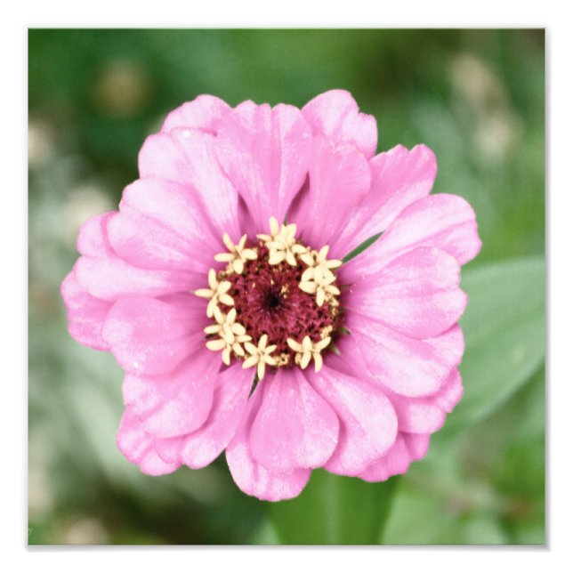 Johann's Beauty Photo Fototryck (Framsidan)