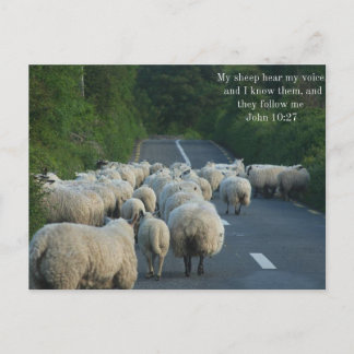 John 10:27 Christian Postcard Vykort