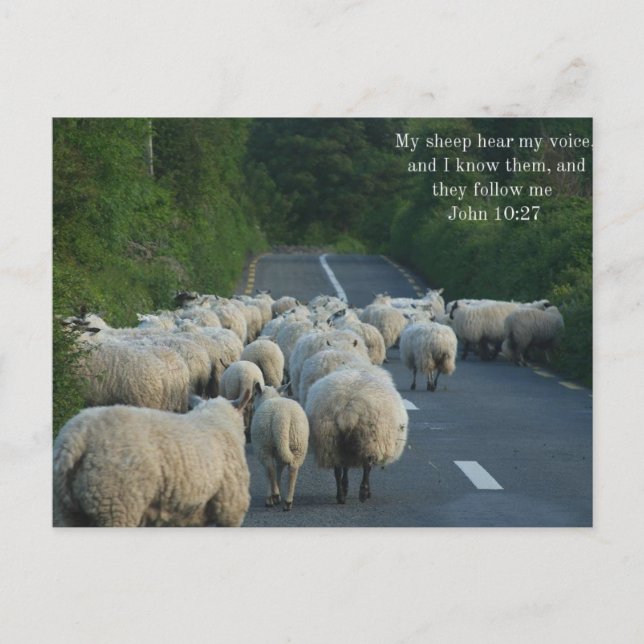 John 10:27 Christian Postcard Vykort (Framsida)