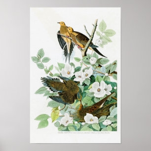 John Audubon för Carolina sköldpaddaduva fåglar av Poster