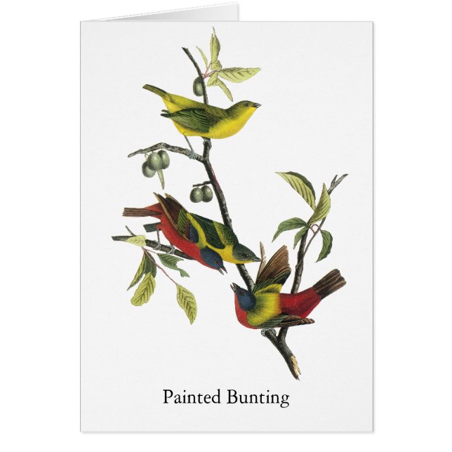 John Audubon målat Buntingtryck Hälsningskort (Framsidan)