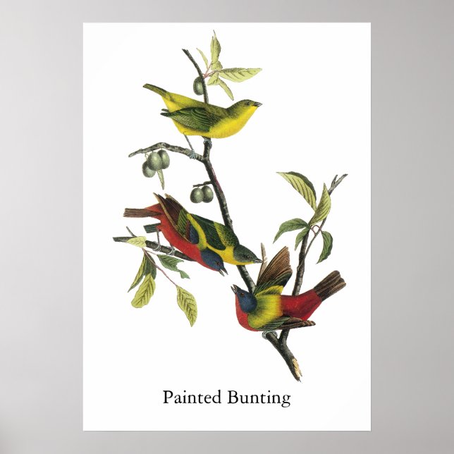 John Audubon Painting Bunting Print Poster (Framsidan)