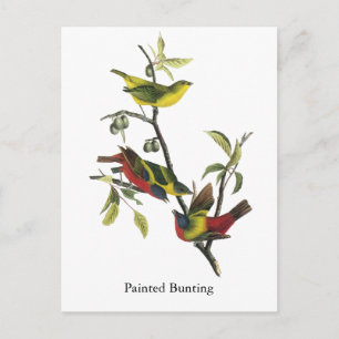 John Audubon Painting Bunting Print Vykort