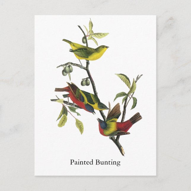 John Audubon Painting Bunting Print Vykort (Framsida)
