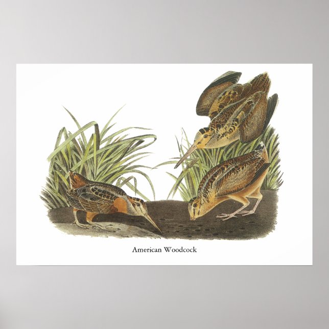 John Audubon Print, American Woodcock Poster (Framsidan)