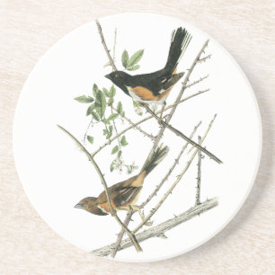 John Audubon Rufous-sid towheen Underlägg