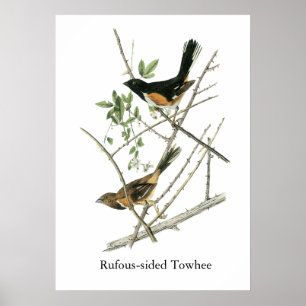 John Audubon Rufous-sided Towhe Poster