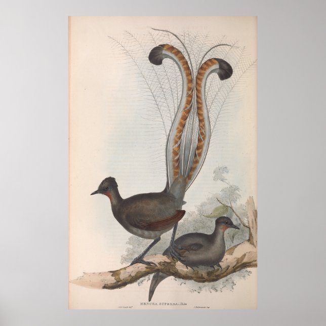 John Gould Lyre Bird Illustration 1848 Poster (Framsidan)