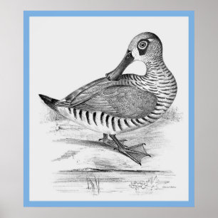 John Gould's Birds of Australia ~ the Anka Poster