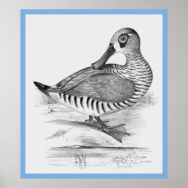 John Gould's Birds of Australia ~ the Anka Poster (Framsidan)