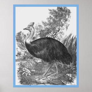 John Gould's Birds of Australia ~ the Cassowary Poster
