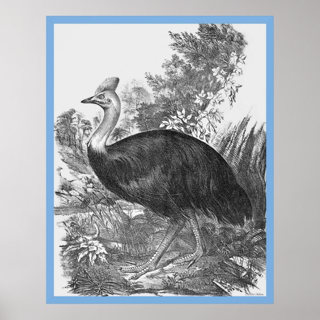 John Gould's Birds of Australia ~ the Cassowary Poster (Framsidan)