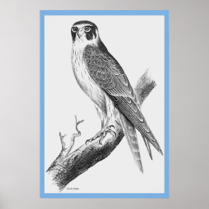 John Gould's Birds of Australia ~ the Falconn Poster