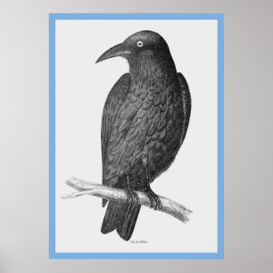 John Gould's Birds of Australia ~ the Kråka Poster