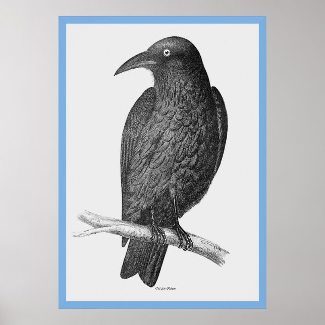 John Gould's Birds of Australia ~ the Kråka Poster (Framsidan)