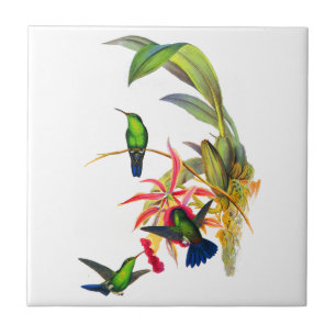 John Goulds Hummingbirds med rosa Orchids Kakelplatta