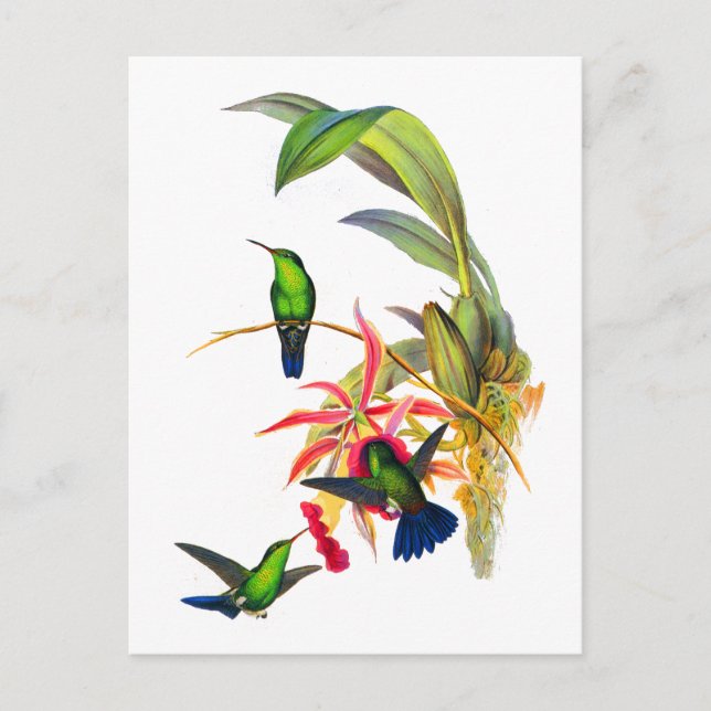 John Goulds Hummingbirds med rosa Orchids Vykort (Framsida)