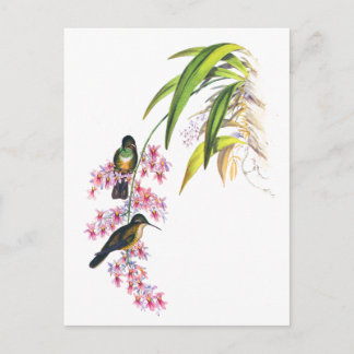 John Gould's Rosa Orchids och Hummingbird Vykort