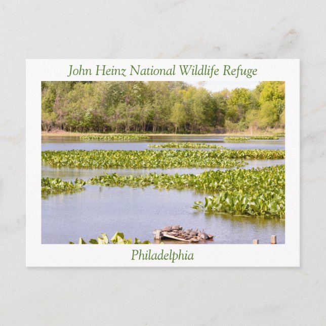 John Heinz National Wildlife Refuge Vykort (Framsida)