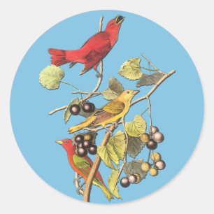 John J Audubon Summer Tanager Bird Art Stickers Runt Klistermärke