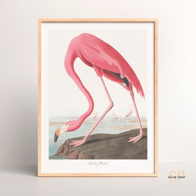John James Audubon American Flamingo Wildlife Art Poster (Skapare uppladdad)