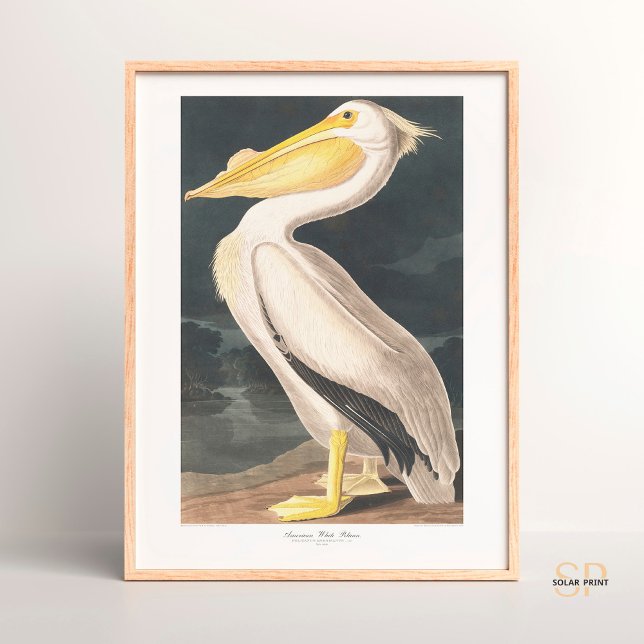 John James Audubon American White Pelican Majesty Poster (Skapare uppladdad)