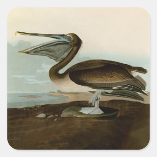 John James Audubon Brown Pelican Artwork Painting Fyrkantigt Klistermärke