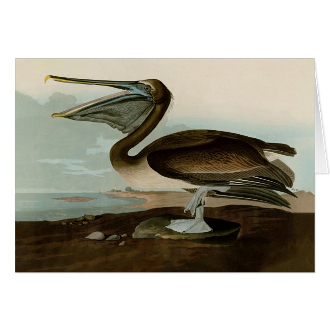 John James Audubon Brown Pelican Artwork Painting Hälsningskort (Framsidan Horizontal)