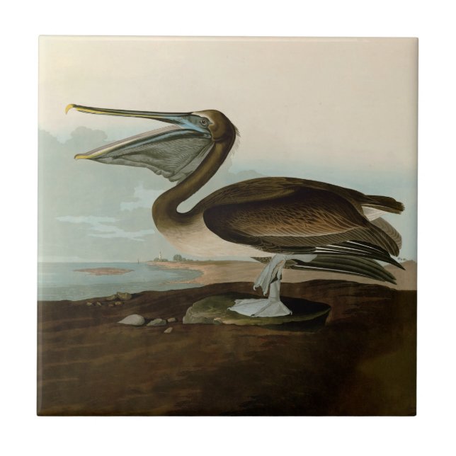 John James Audubon Brown Pelican Artwork Painting Kakelplatta (Framsidan)