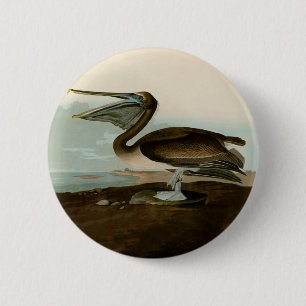 John James Audubon Brown Pelican Artwork Painting Knapp