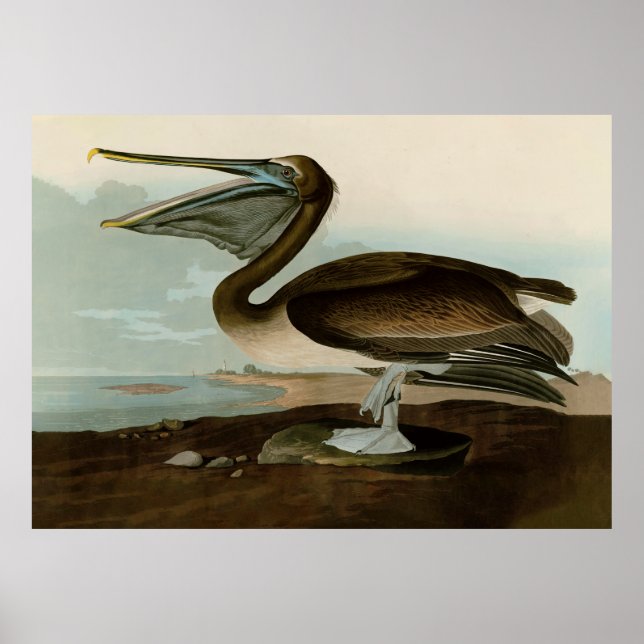 John James Audubon Brown Pelican Artwork Painting Poster (Framsidan)