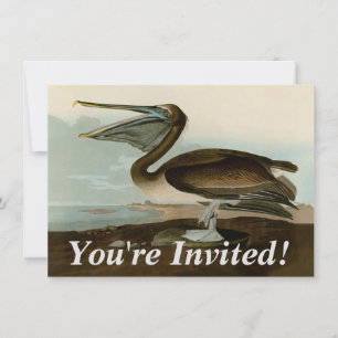 John James Audubon Brun Pelikan Konst Konstverk Inbjudningar