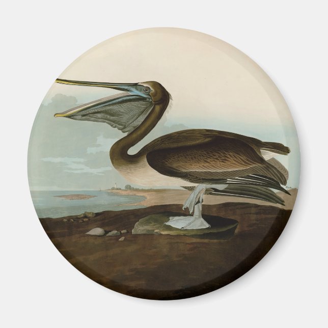 John James Audubon Brun Pelikan Konst Konstverk Magnet (Framsidan)