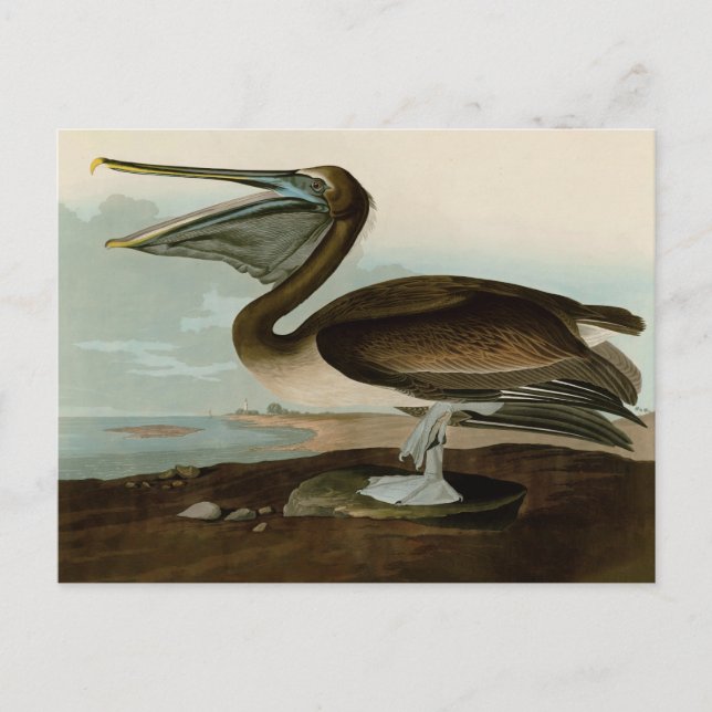 John James Audubon Brun Pelikan Konst Konstverk Vykort (Framsida)